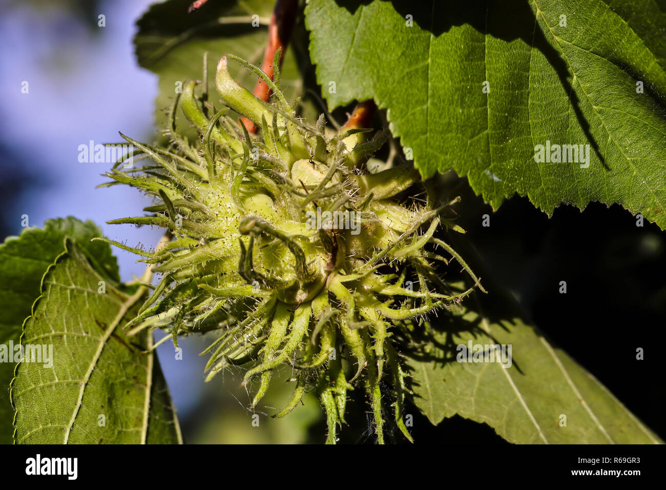 Corylus colurna noisetier turc, encore, avec fruit non mûr, Bavaria, Germany, Europe Banque D'Images