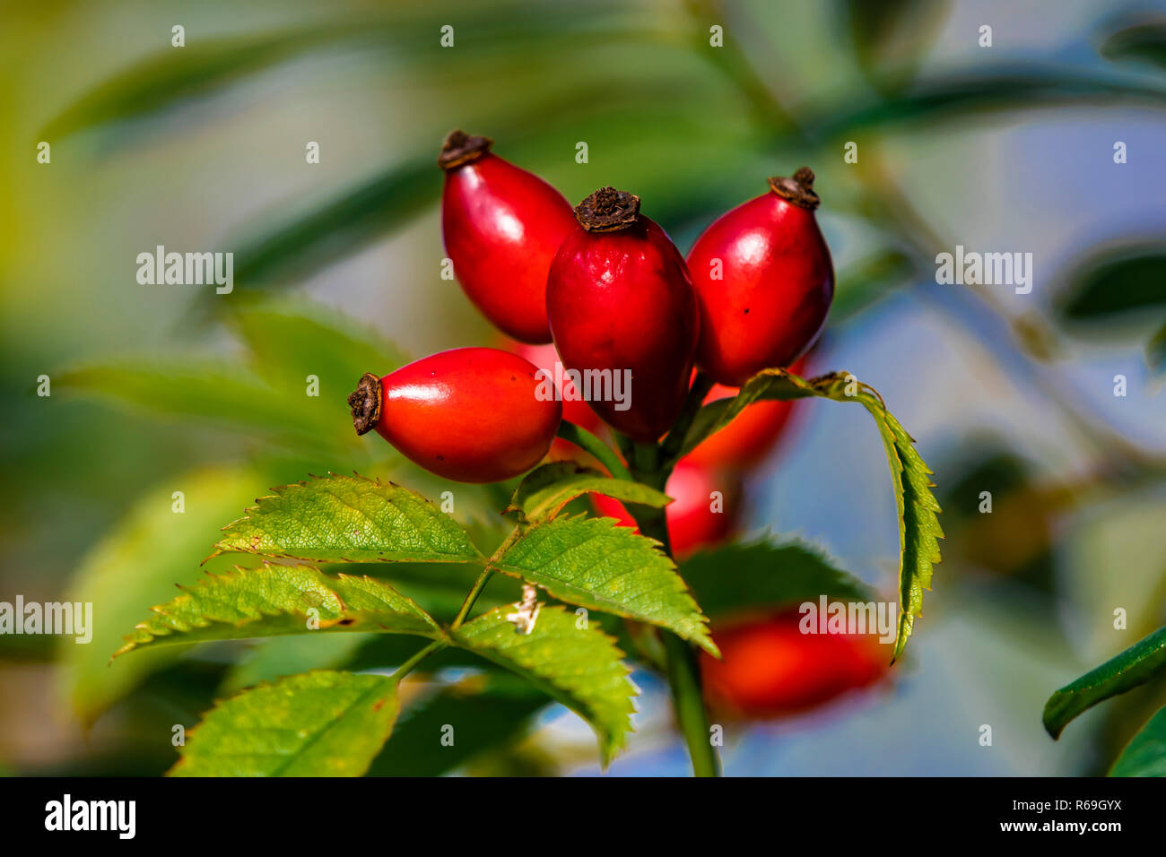 Fruits de chien-rose, rosa canina agg. Banque D'Images
