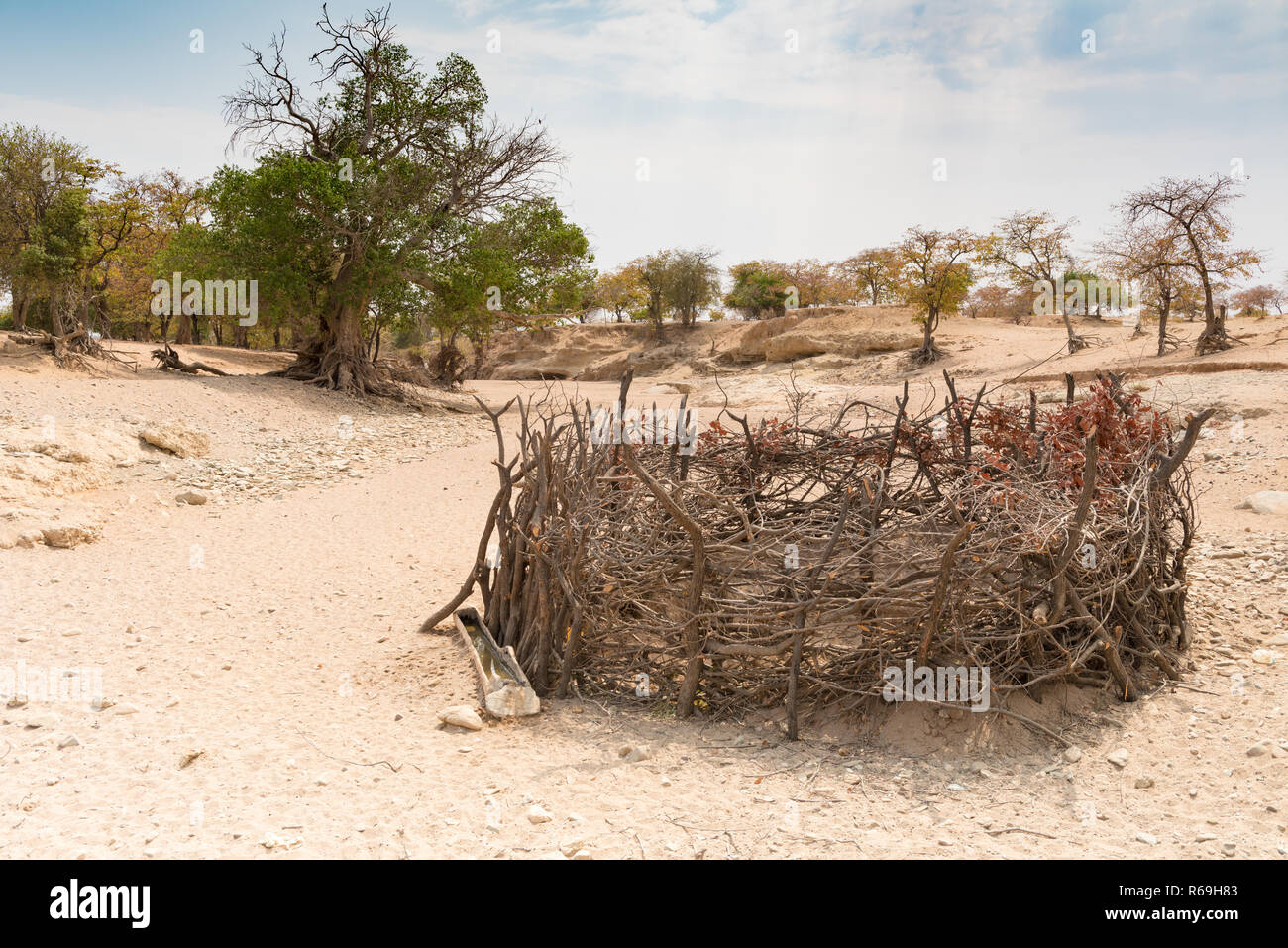 Stylo chèvres dans une rivière à sec dans la province de Kunene Kaokoveld Namibie Banque D'Images