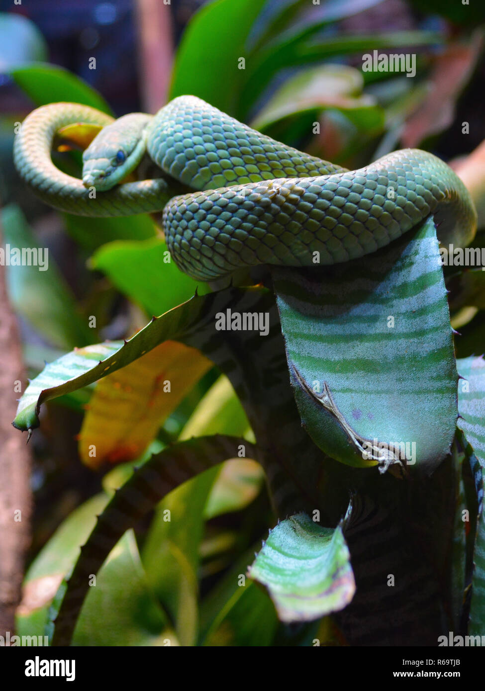 Close-up d'un camouflage parfait avec serpent vert. Banque D'Images