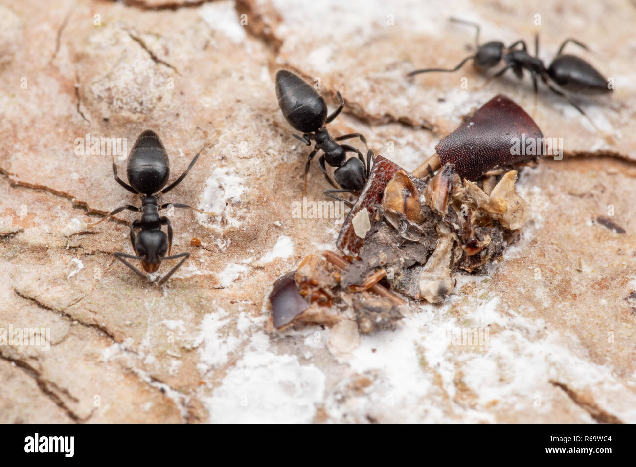 Fourmis envahissantes Technomyrmex albipes (ant) blanches et nourriture manger les excréments d'oiseaux dans la forêt tropicale, Queensland, Australie Banque D'Images