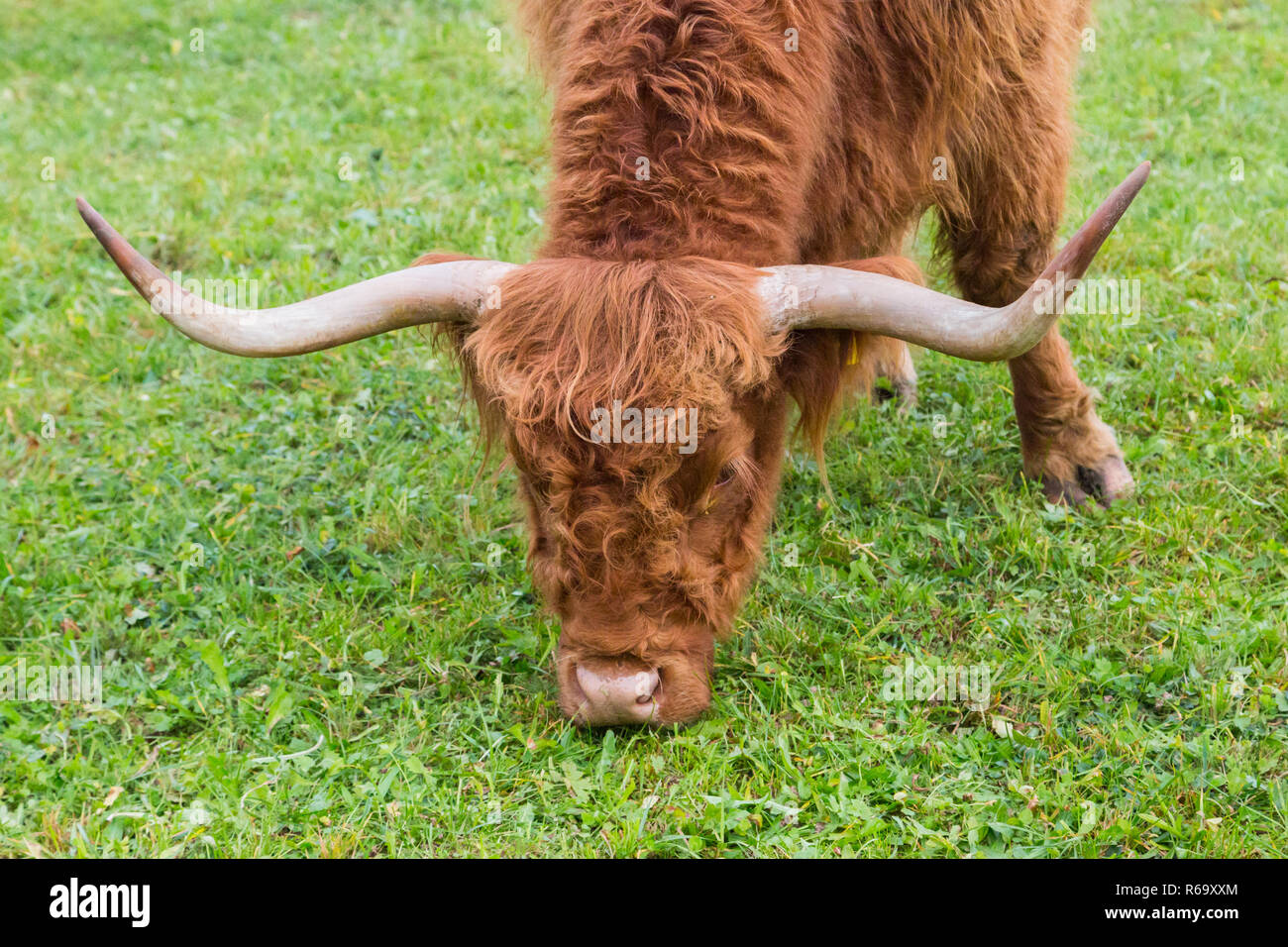 Chef de cornes naturelles boeuf highland écossais marron le pâturage dans l'herbe verte Banque D'Images