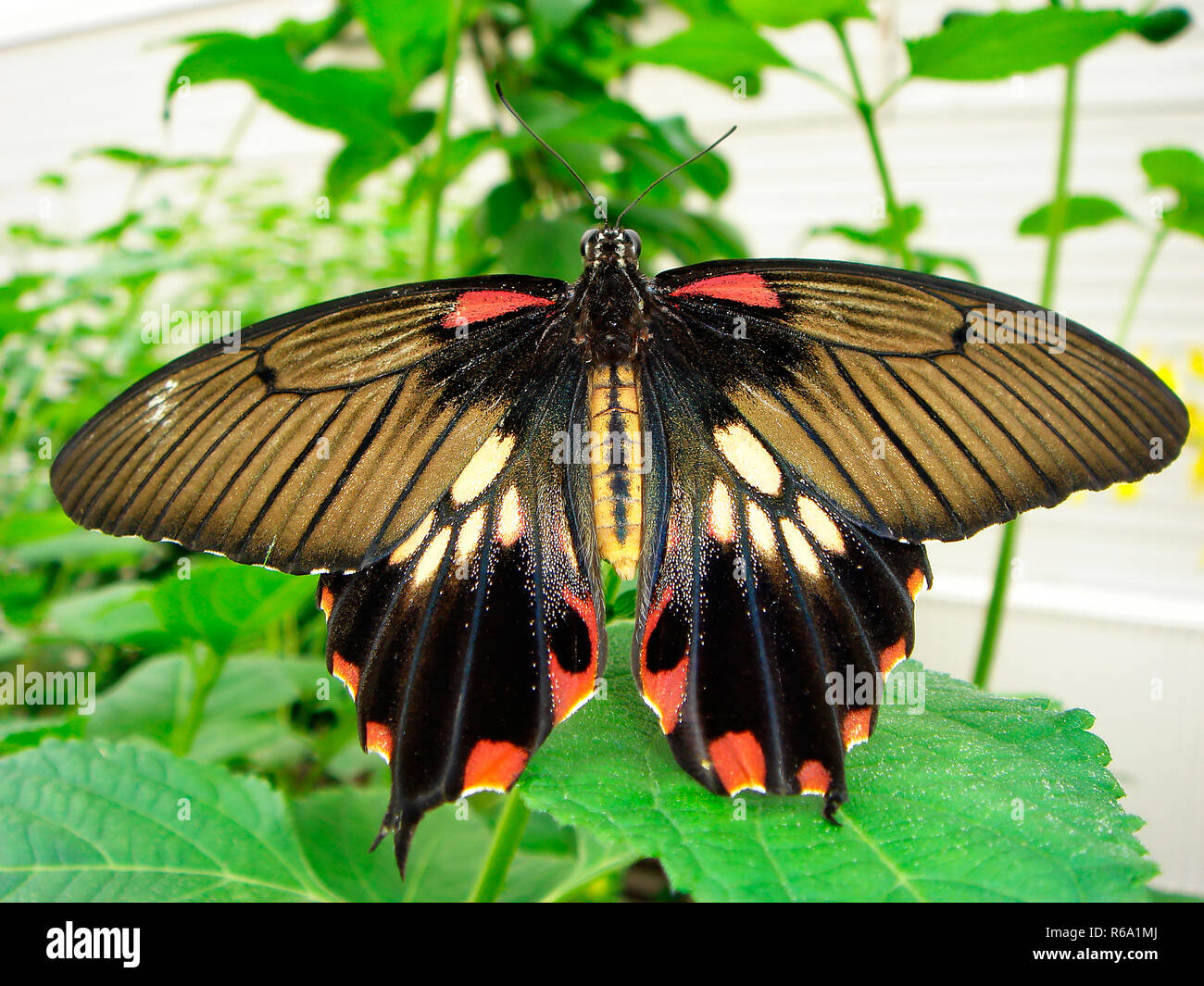 Papillon Banque D'Images