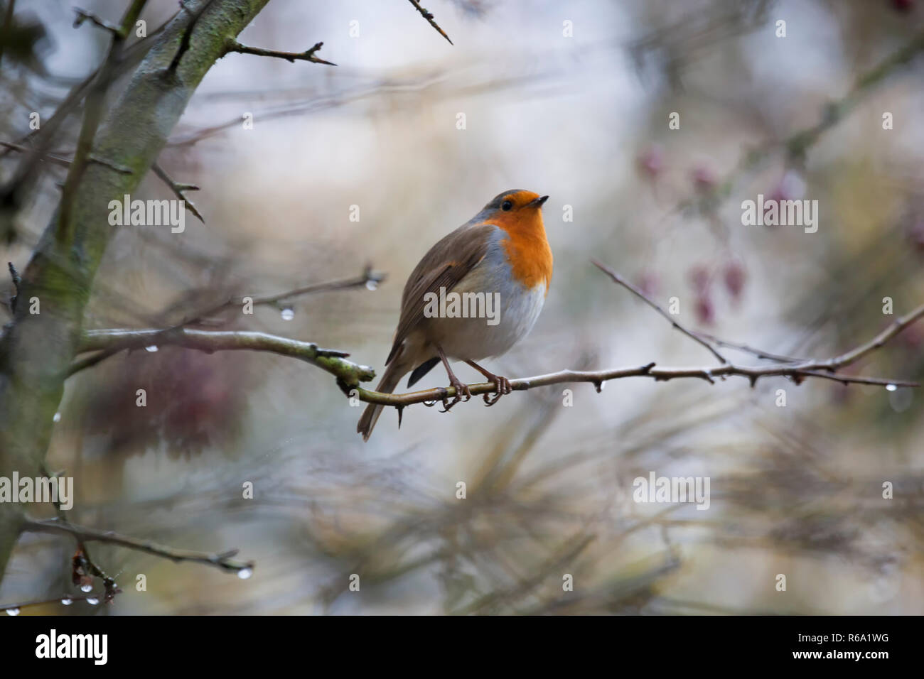 Robin (erithacus rubecula) perchée sur un arbre de Hawthorn aux baies rouges dans la forêt d'automne Banque D'Images