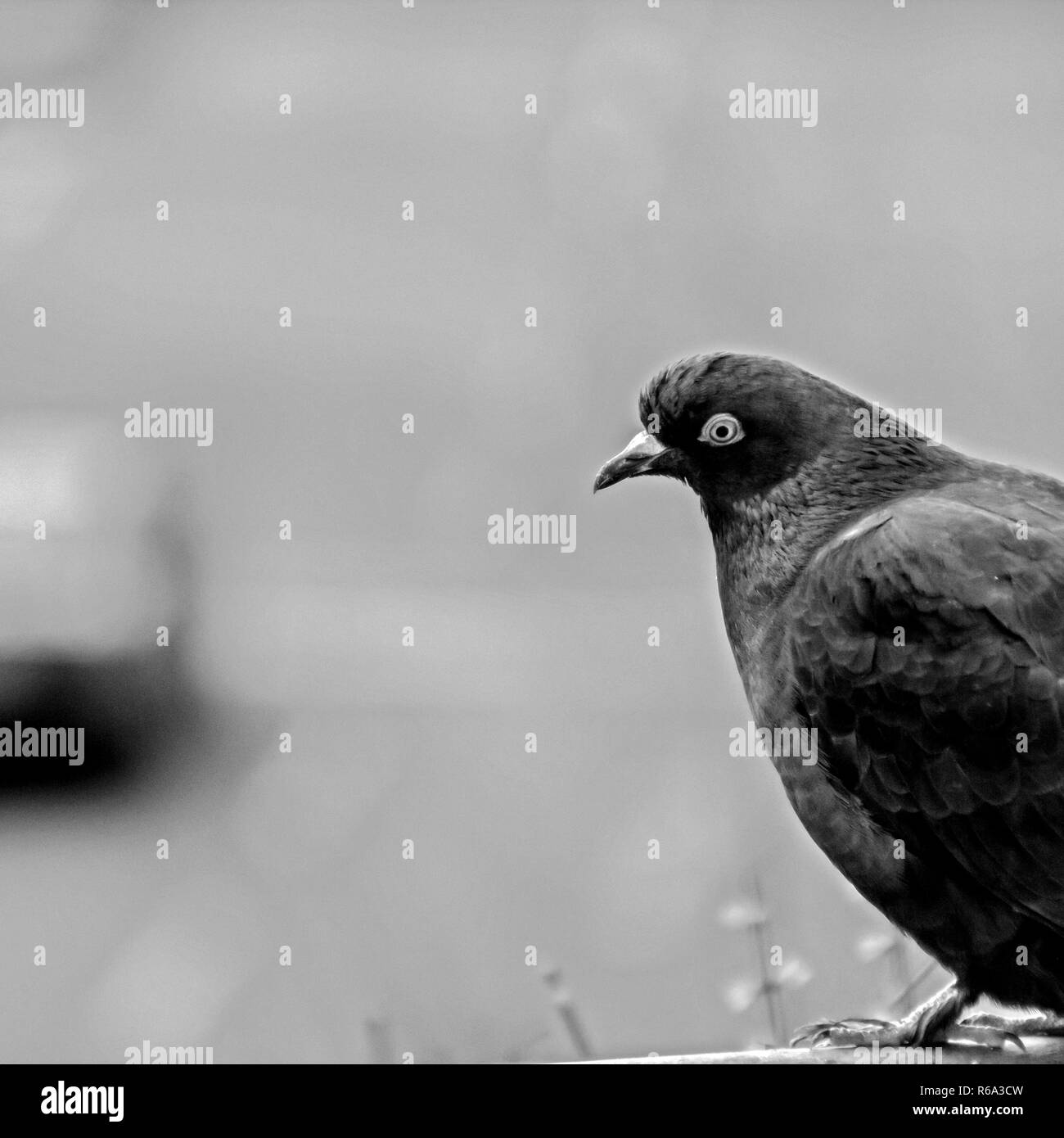 Oiseau Colombe en noir et blanc Banque D'Images
