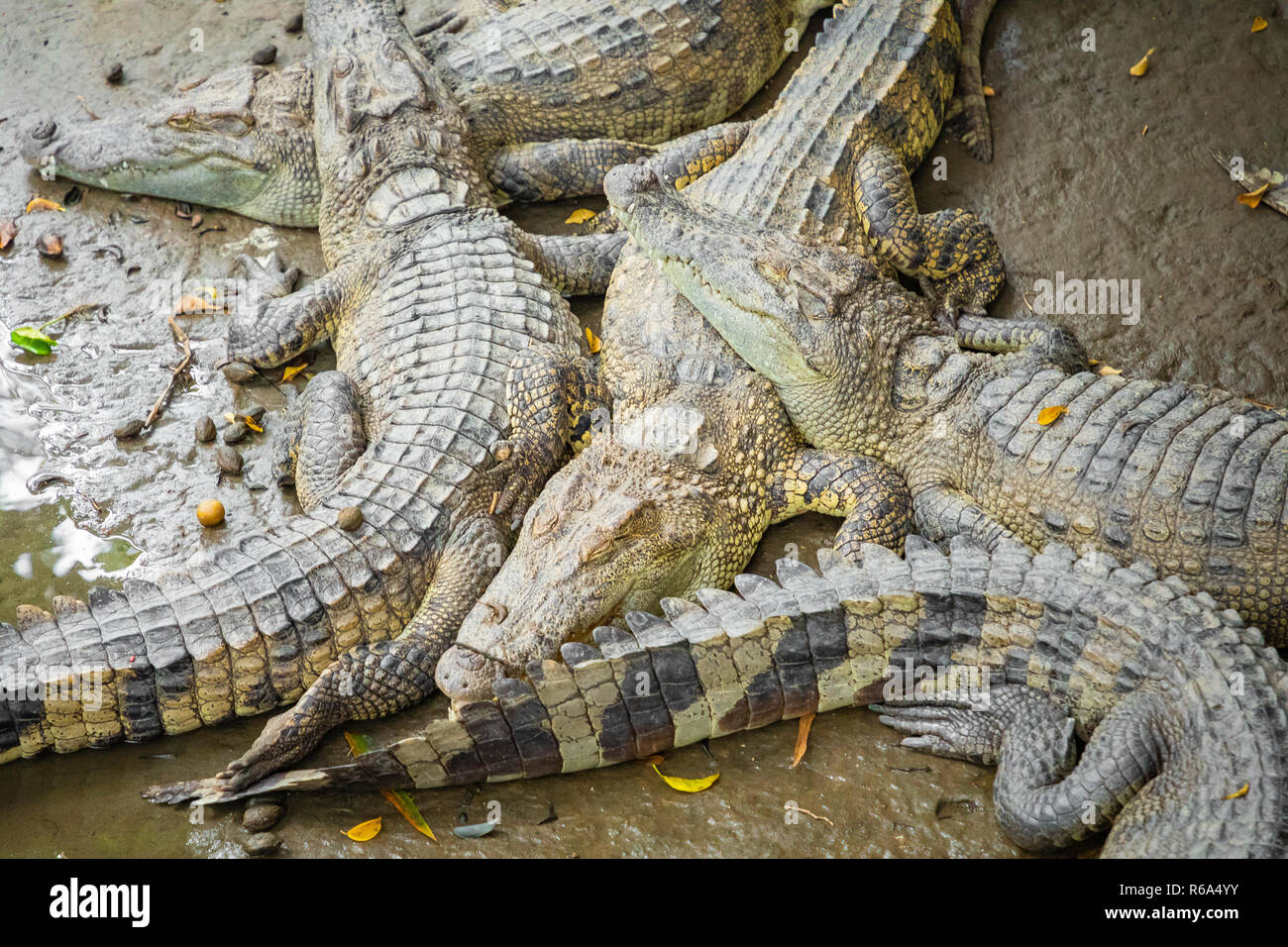 Portrait d'un grand nombre de crocodiles à la ferme au Vietnam, en Asie. Banque D'Images Portrait d'un grand nombre de crocodiles à la ferme au Vietnam, en Asie. Banque D'Images