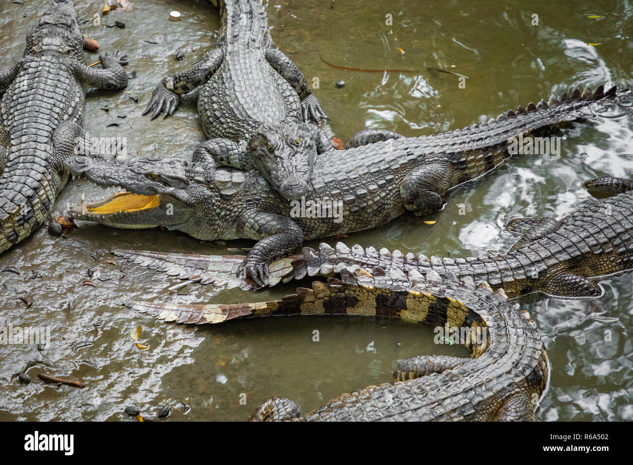 Portrait d'un grand nombre de crocodiles à la ferme au Vietnam, en Asie. Banque D'Images Portrait d'un grand nombre de crocodiles à la ferme au Vietnam, en Asie. Banque D'Images