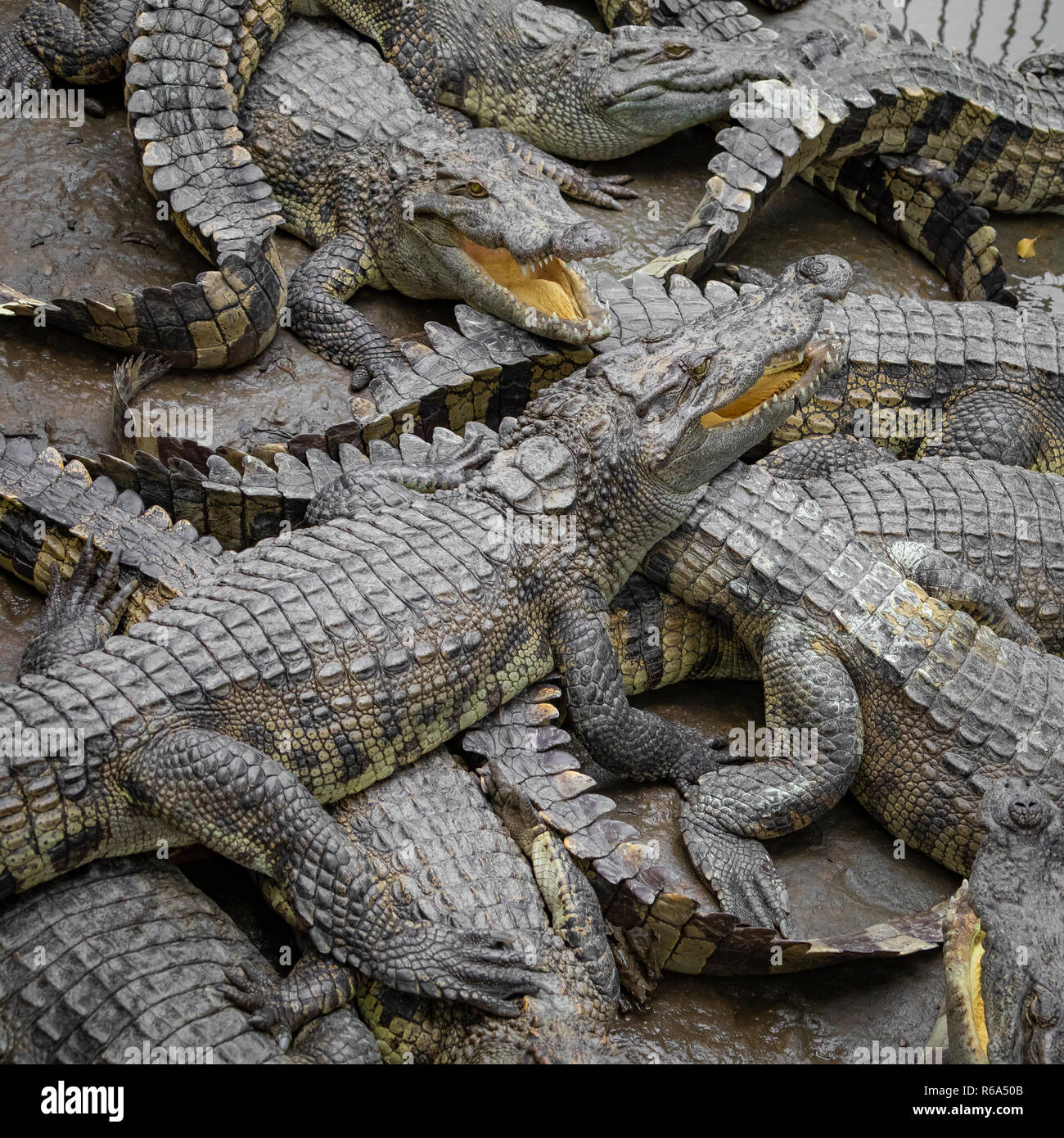 Portrait d'un grand nombre de crocodiles à la ferme au Vietnam, en Asie. Banque D'Images Portrait d'un grand nombre de crocodiles à la ferme au Vietnam, en Asie. Banque D'Images