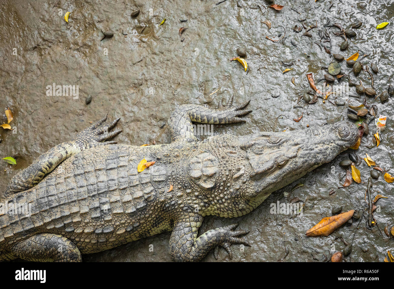 Portrait d'un grand nombre de crocodiles à la ferme au Vietnam, en Asie. Banque D'Images Portrait d'un grand nombre de crocodiles à la ferme au Vietnam, en Asie. Banque D'Images