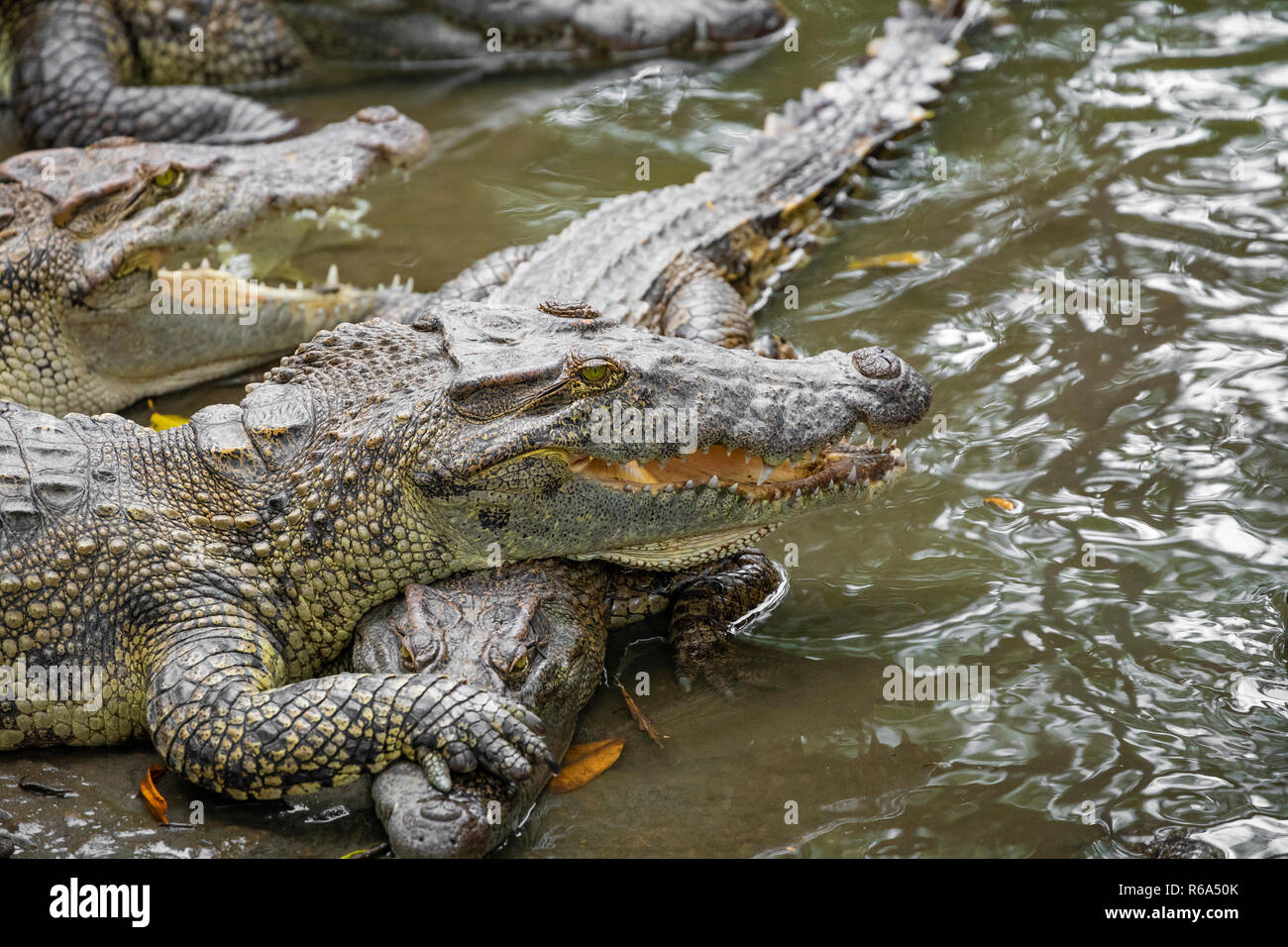 Portrait d'un grand nombre de crocodiles à la ferme au Vietnam, en Asie. Banque D'Images Portrait d'un grand nombre de crocodiles à la ferme au Vietnam, en Asie. Banque D'Images