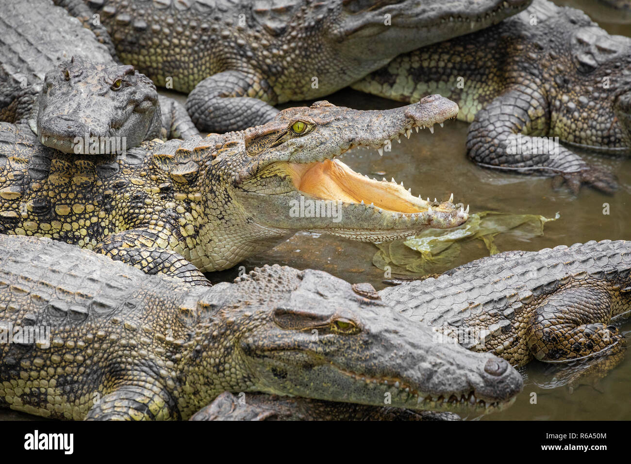 Portrait d'un grand nombre de crocodiles à la ferme au Vietnam, en Asie. Banque D'Images Portrait d'un grand nombre de crocodiles à la ferme au Vietnam, en Asie. Banque D'Images