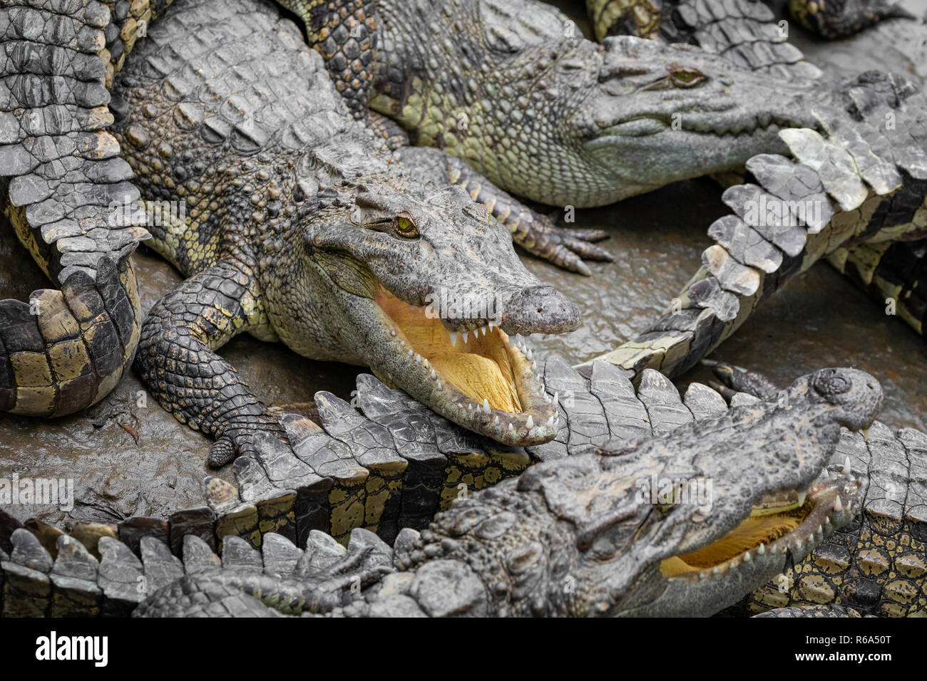 Portrait d'un grand nombre de crocodiles à la ferme au Vietnam, en Asie. Banque D'Images Portrait d'un grand nombre de crocodiles à la ferme au Vietnam, en Asie. Banque D'Images