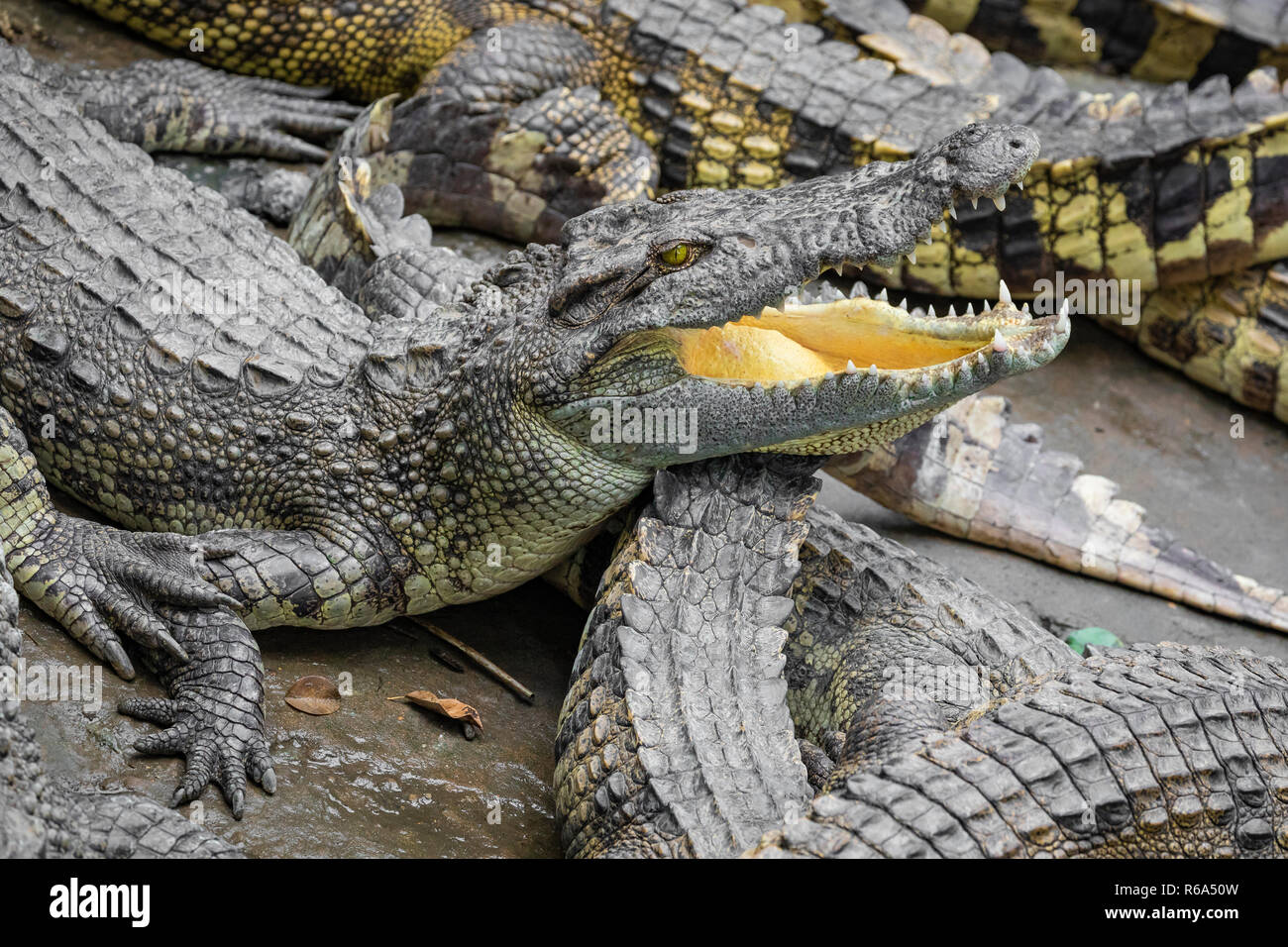 Portrait d'un grand nombre de crocodiles à la ferme au Vietnam, en Asie. Banque D'Images Portrait d'un grand nombre de crocodiles à la ferme au Vietnam, en Asie. Banque D'Images