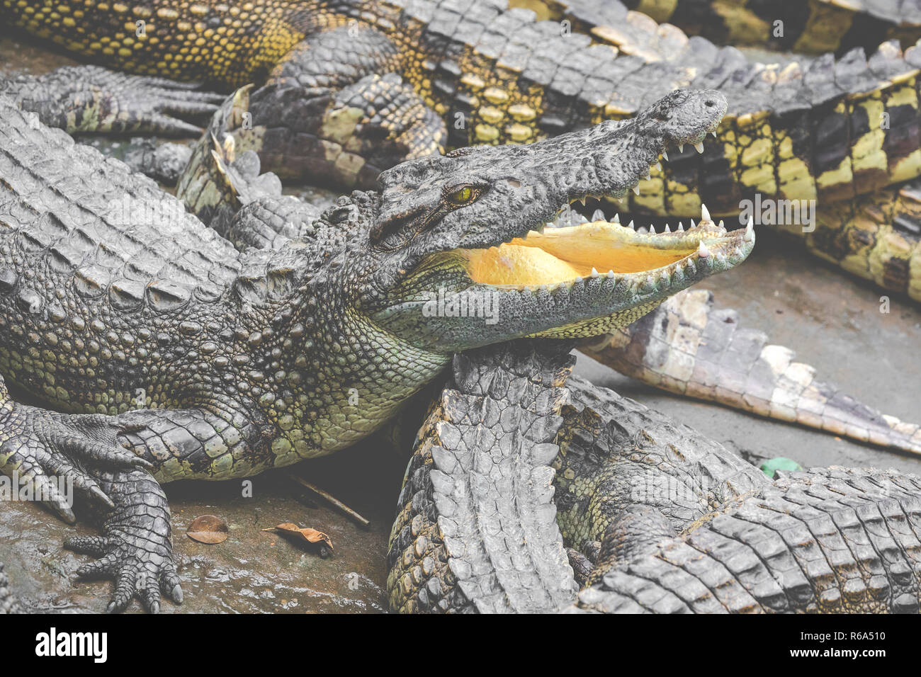 Portrait d'un grand nombre de crocodiles à la ferme au Vietnam, en Asie. Banque D'Images Portrait d'un grand nombre de crocodiles à la ferme au Vietnam, en Asie. Banque D'Images