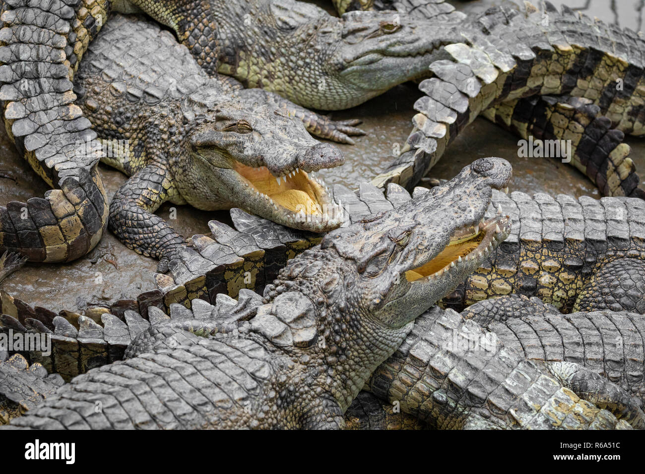 Portrait d'un grand nombre de crocodiles à la ferme au Vietnam, en Asie. Banque D'Images Portrait d'un grand nombre de crocodiles à la ferme au Vietnam, en Asie. Banque D'Images