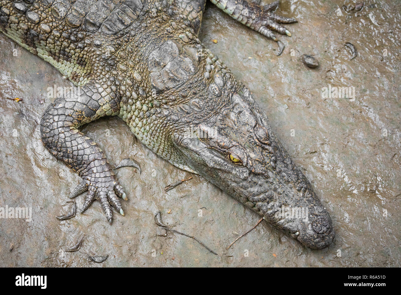 Portrait d'un grand nombre de crocodiles à la ferme au Vietnam, en Asie. Banque D'Images Portrait d'un grand nombre de crocodiles à la ferme au Vietnam, en Asie. Banque D'Images