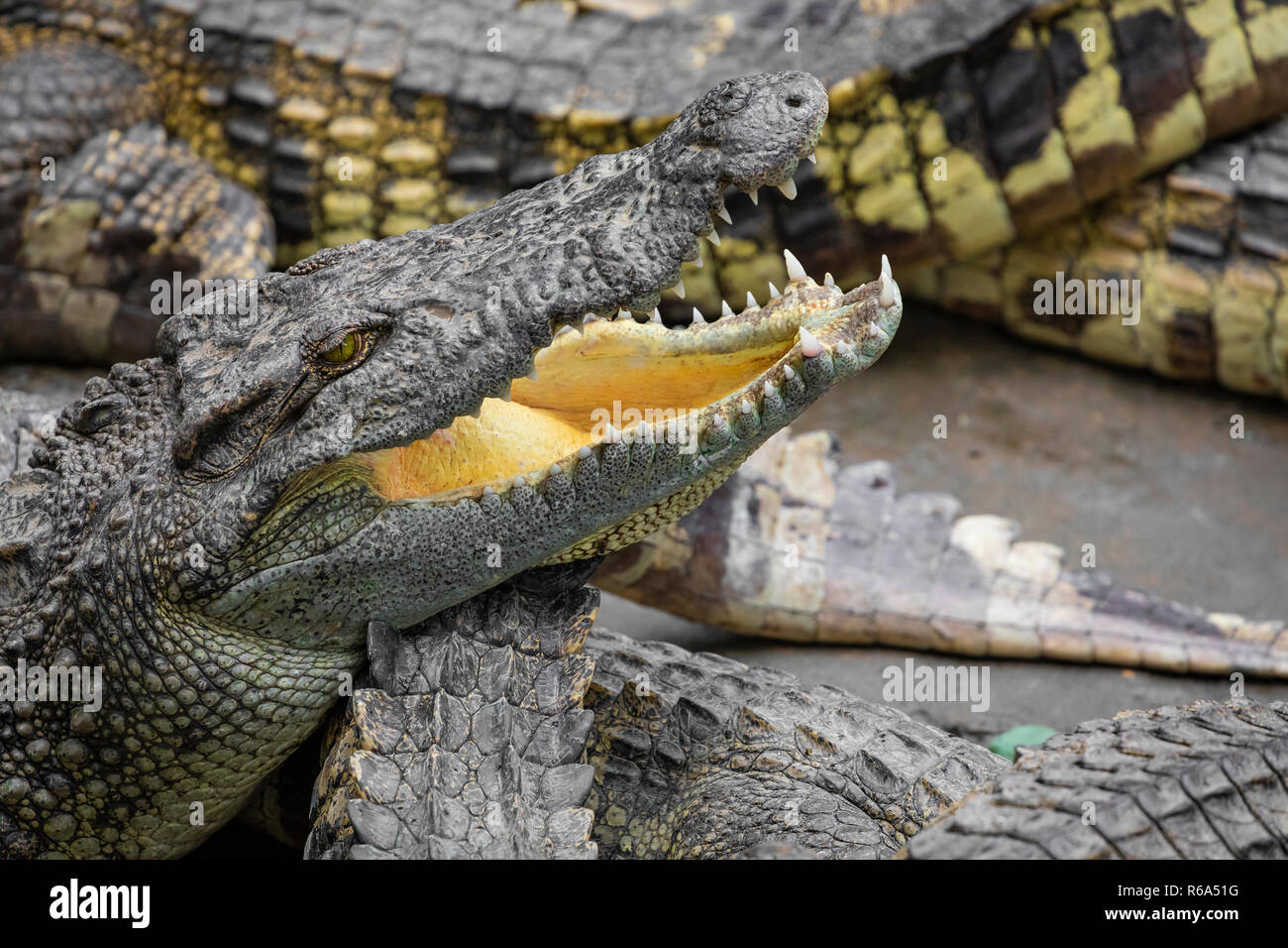 Portrait d'un grand nombre de crocodiles à la ferme au Vietnam, en Asie. Banque D'Images Portrait d'un grand nombre de crocodiles à la ferme au Vietnam, en Asie. Banque D'Images