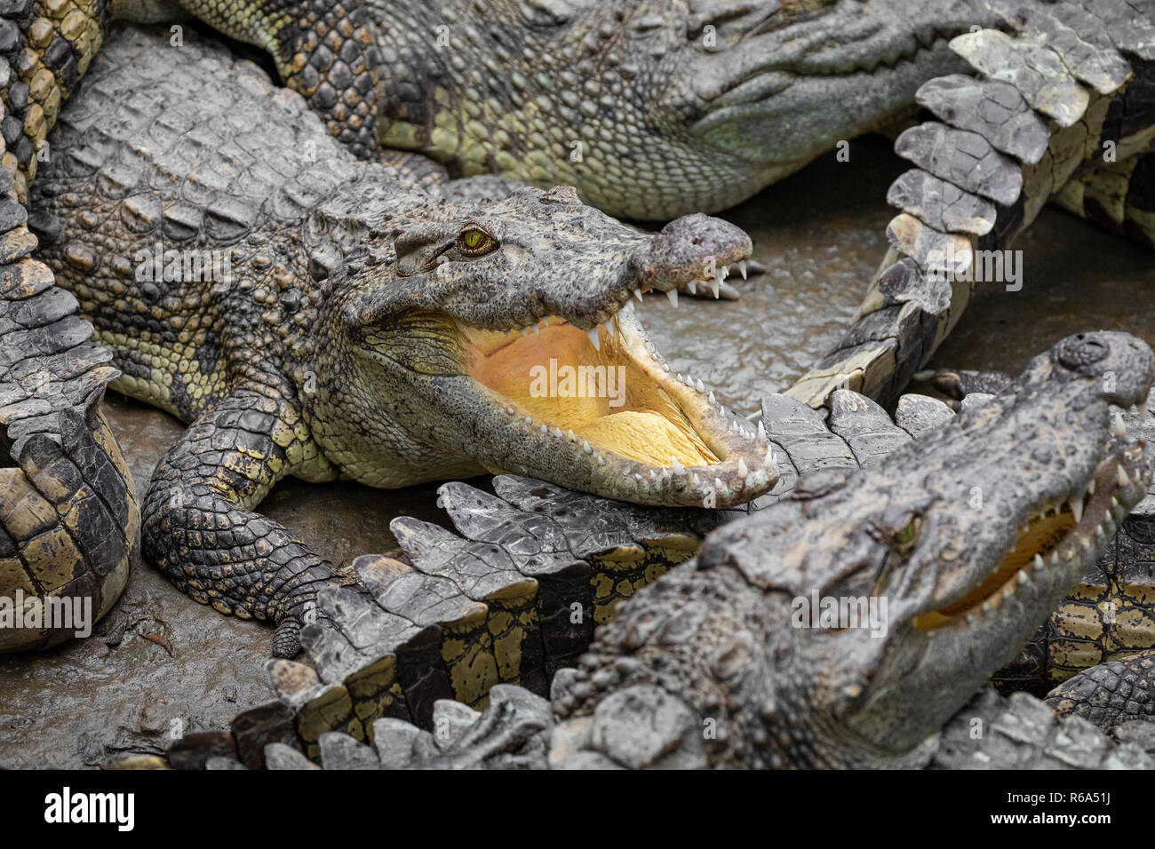 Portrait d'un grand nombre de crocodiles à la ferme au Vietnam, en Asie. Banque D'Images Portrait d'un grand nombre de crocodiles à la ferme au Vietnam, en Asie. Banque D'Images