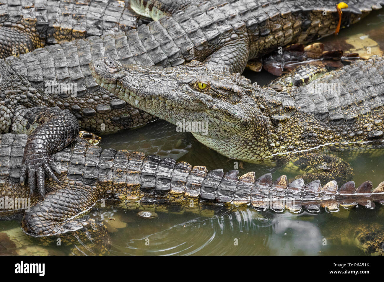Portrait d'un grand nombre de crocodiles à la ferme au Vietnam, en Asie. Banque D'Images Portrait d'un grand nombre de crocodiles à la ferme au Vietnam, en Asie. Banque D'Images