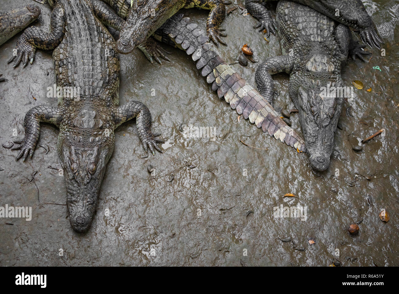 Portrait d'un grand nombre de crocodiles à la ferme au Vietnam, en Asie. Banque D'Images Portrait d'un grand nombre de crocodiles à la ferme au Vietnam, en Asie. Banque D'Images