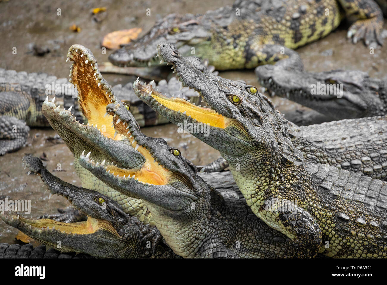Portrait d'un grand nombre de crocodiles à la ferme au Vietnam, en Asie. Banque D'Images Portrait d'un grand nombre de crocodiles à la ferme au Vietnam, en Asie. Banque D'Images