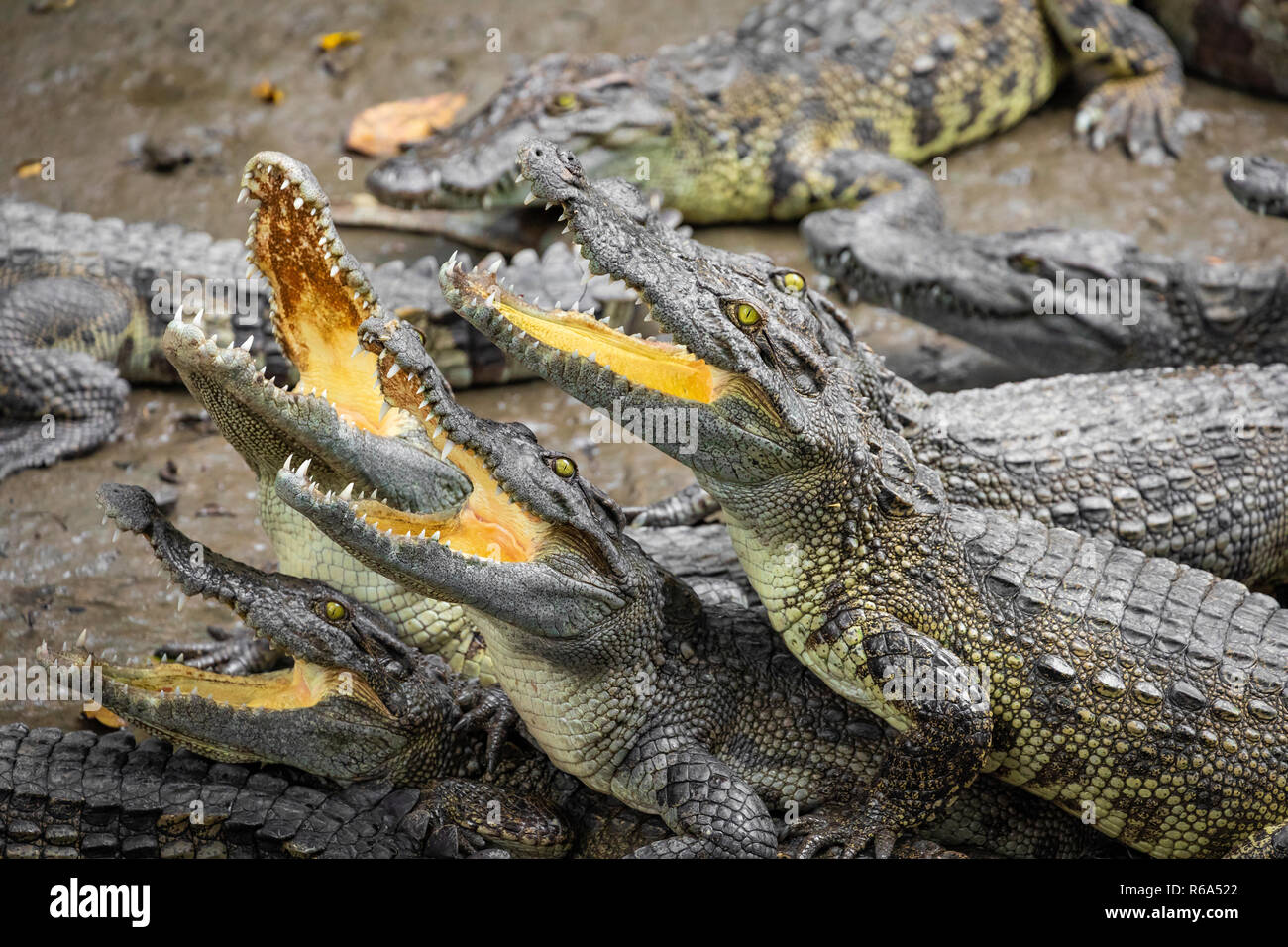 Portrait d'un grand nombre de crocodiles à la ferme au Vietnam, en Asie. Banque D'Images Portrait d'un grand nombre de crocodiles à la ferme au Vietnam, en Asie. Banque D'Images