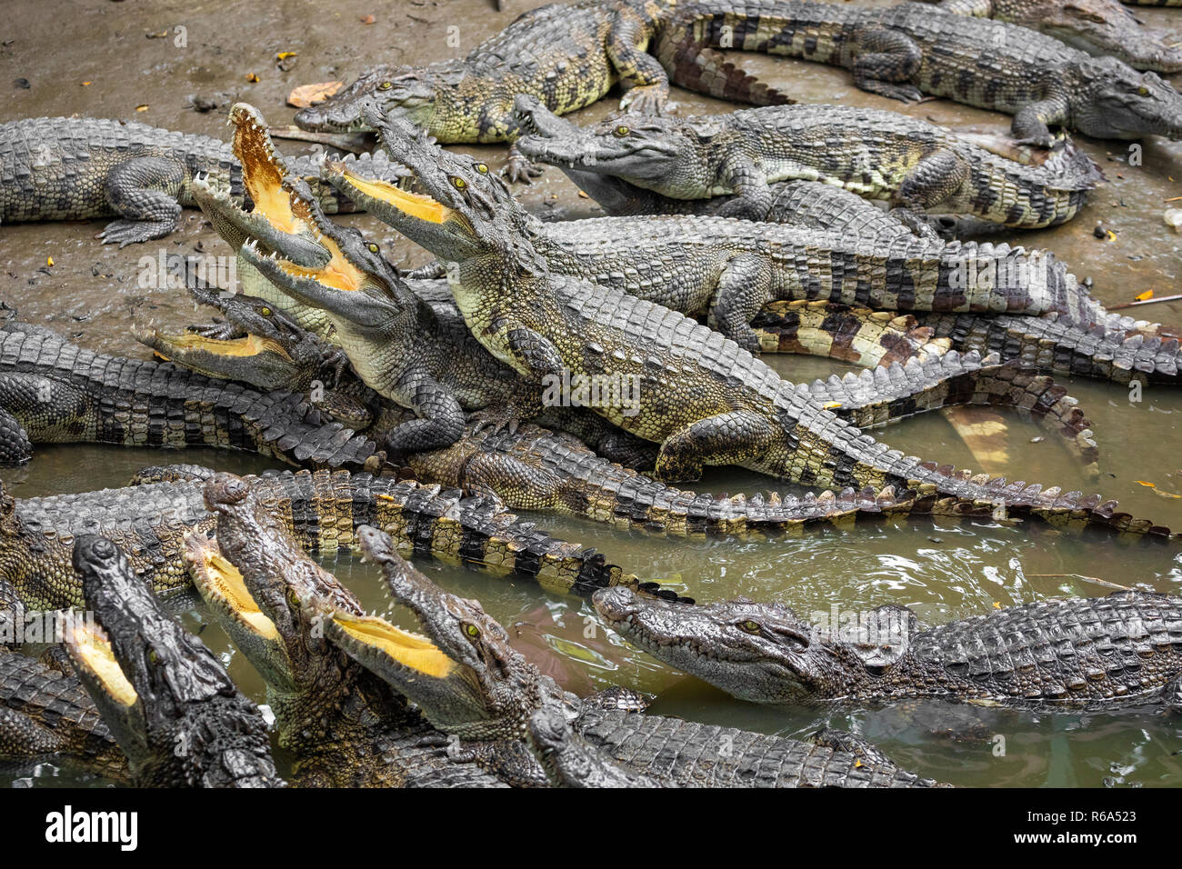 Portrait d'un grand nombre de crocodiles à la ferme au Vietnam, en Asie. Banque D'Images Portrait d'un grand nombre de crocodiles à la ferme au Vietnam, en Asie. Banque D'Images