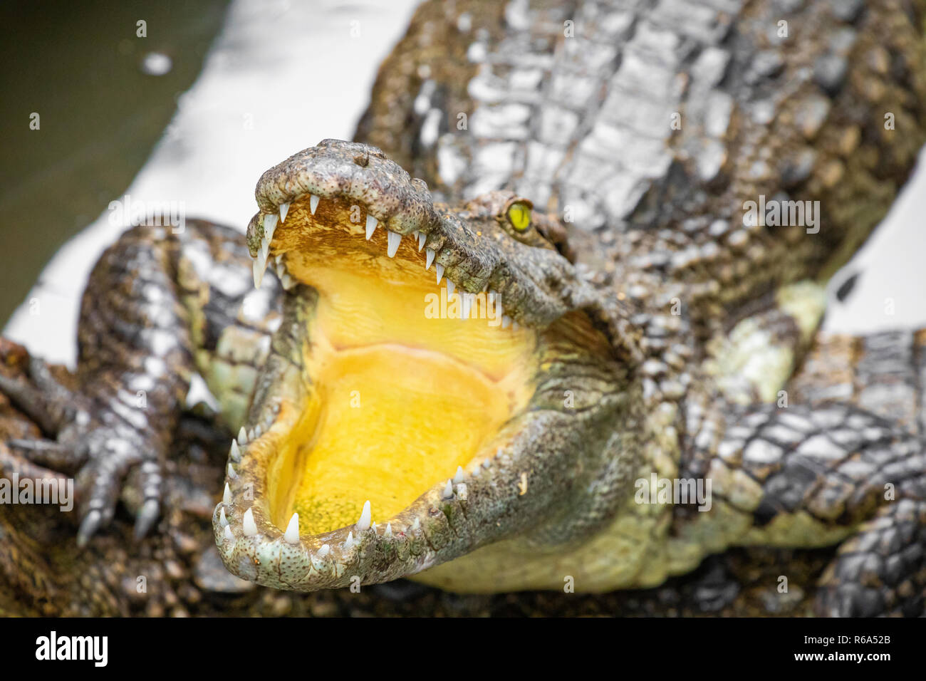 Portrait d'un grand nombre de crocodiles à la ferme au Vietnam, en Asie. Banque D'Images Portrait d'un grand nombre de crocodiles à la ferme au Vietnam, en Asie. Banque D'Images