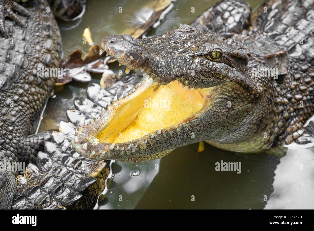 Portrait d'un grand nombre de crocodiles à la ferme au Vietnam, en Asie. Banque D'Images Portrait d'un grand nombre de crocodiles à la ferme au Vietnam, en Asie. Banque D'Images