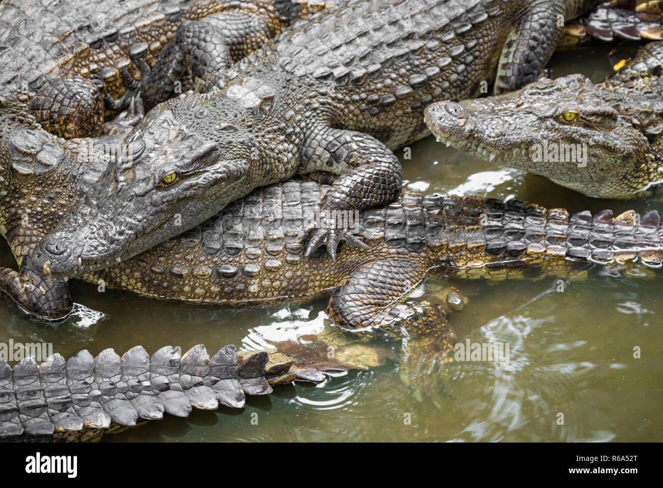 Portrait d'un grand nombre de crocodiles à la ferme au Vietnam, en Asie. Banque D'Images Portrait d'un grand nombre de crocodiles à la ferme au Vietnam, en Asie. Banque D'Images
