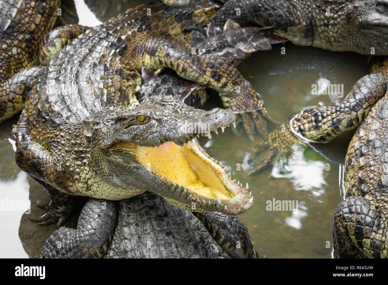 Portrait d'un grand nombre de crocodiles à la ferme au Vietnam, en Asie. Banque D'Images Portrait d'un grand nombre de crocodiles à la ferme au Vietnam, en Asie. Banque D'Images