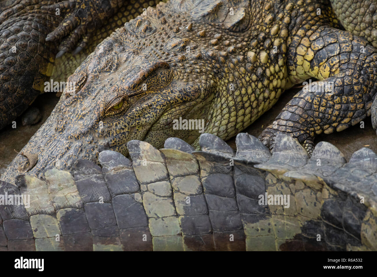 Portrait d'un grand nombre de crocodiles à la ferme au Vietnam, en Asie. Banque D'Images Portrait d'un grand nombre de crocodiles à la ferme au Vietnam, en Asie. Banque D'Images