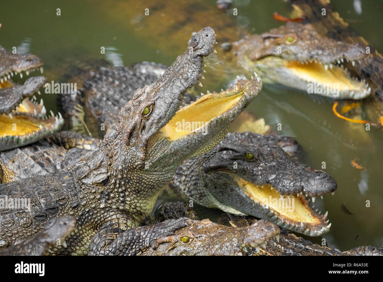 Portrait d'un grand nombre de crocodiles à la ferme au Vietnam, en Asie. Banque D'Images Portrait d'un grand nombre de crocodiles à la ferme au Vietnam, en Asie. Banque D'Images