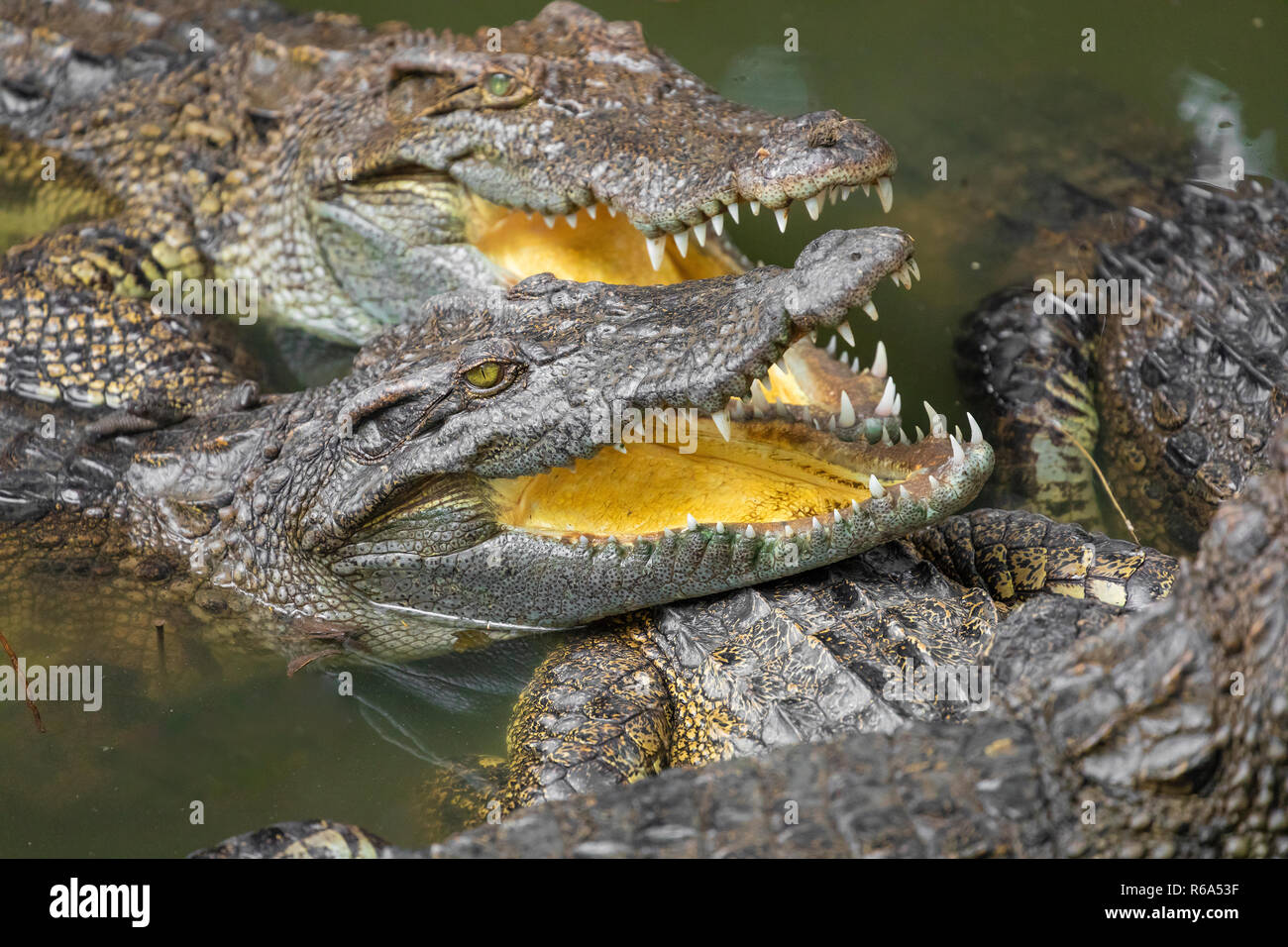 Portrait d'un grand nombre de crocodiles à la ferme au Vietnam, en Asie. Banque D'Images Portrait d'un grand nombre de crocodiles à la ferme au Vietnam, en Asie. Banque D'Images