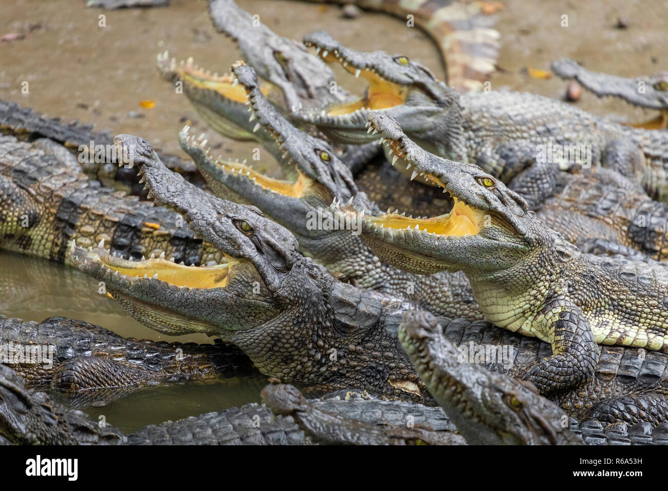 Portrait d'un grand nombre de crocodiles à la ferme au Vietnam, en Asie. Banque D'Images Portrait d'un grand nombre de crocodiles à la ferme au Vietnam, en Asie. Banque D'Images