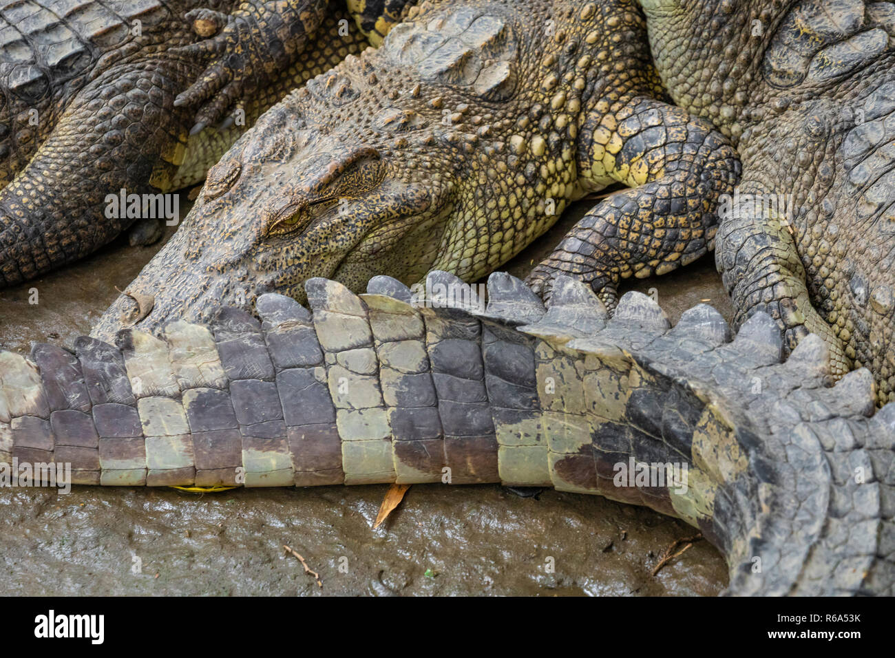 Portrait d'un grand nombre de crocodiles à la ferme au Vietnam, en Asie. Banque D'Images Portrait d'un grand nombre de crocodiles à la ferme au Vietnam, en Asie. Banque D'Images