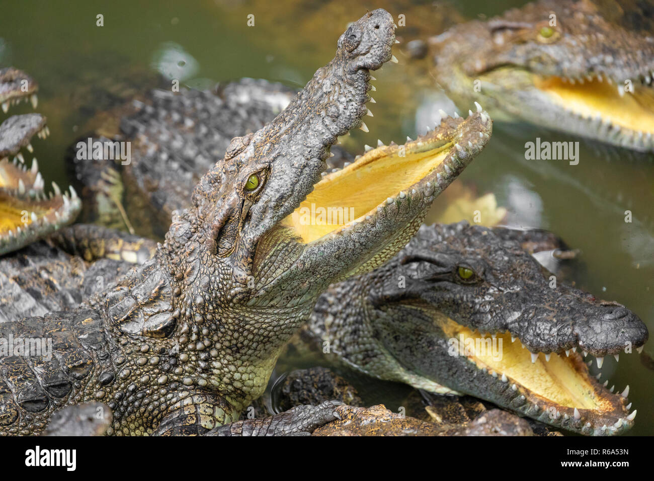 Portrait d'un grand nombre de crocodiles à la ferme au Vietnam, en Asie. Banque D'Images Portrait d'un grand nombre de crocodiles à la ferme au Vietnam, en Asie. Banque D'Images