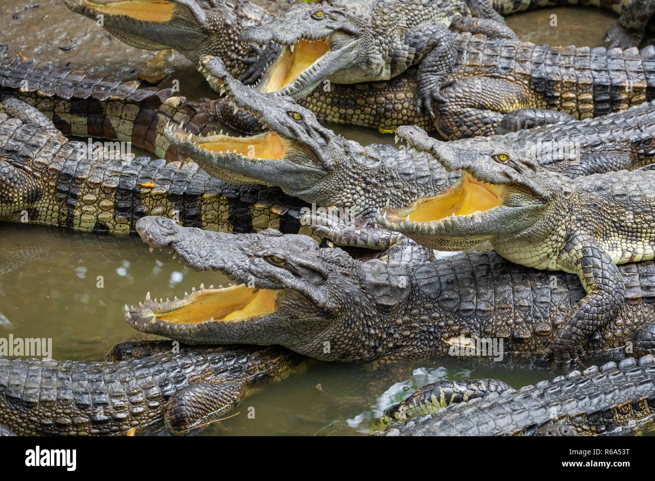 Portrait d'un grand nombre de crocodiles à la ferme au Vietnam, en Asie. Banque D'Images Portrait d'un grand nombre de crocodiles à la ferme au Vietnam, en Asie. Banque D'Images