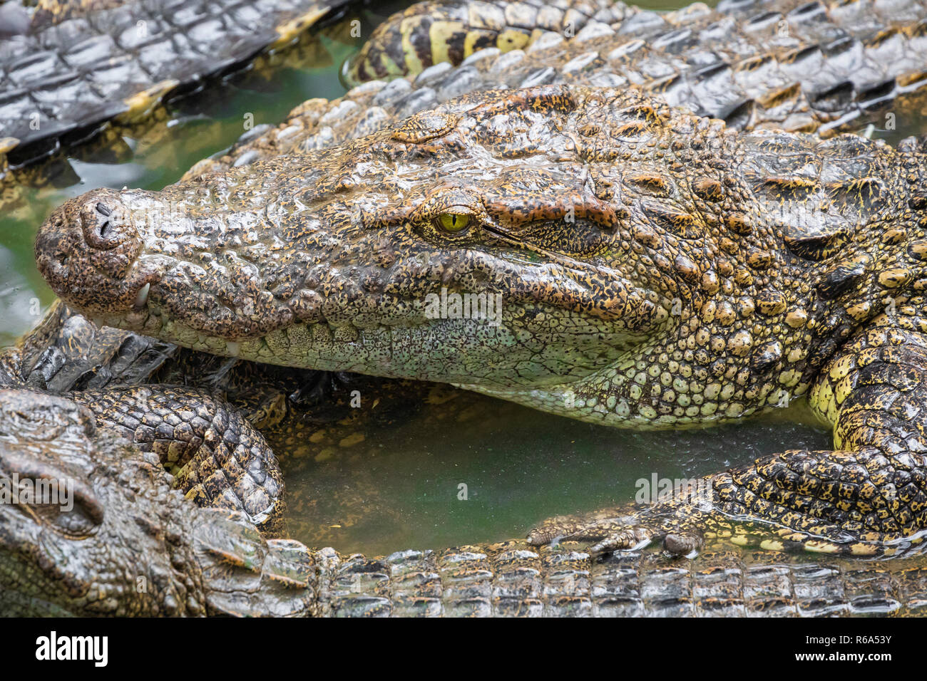 Portrait d'un grand nombre de crocodiles à la ferme au Vietnam, en Asie. Banque D'Images Portrait d'un grand nombre de crocodiles à la ferme au Vietnam, en Asie. Banque D'Images