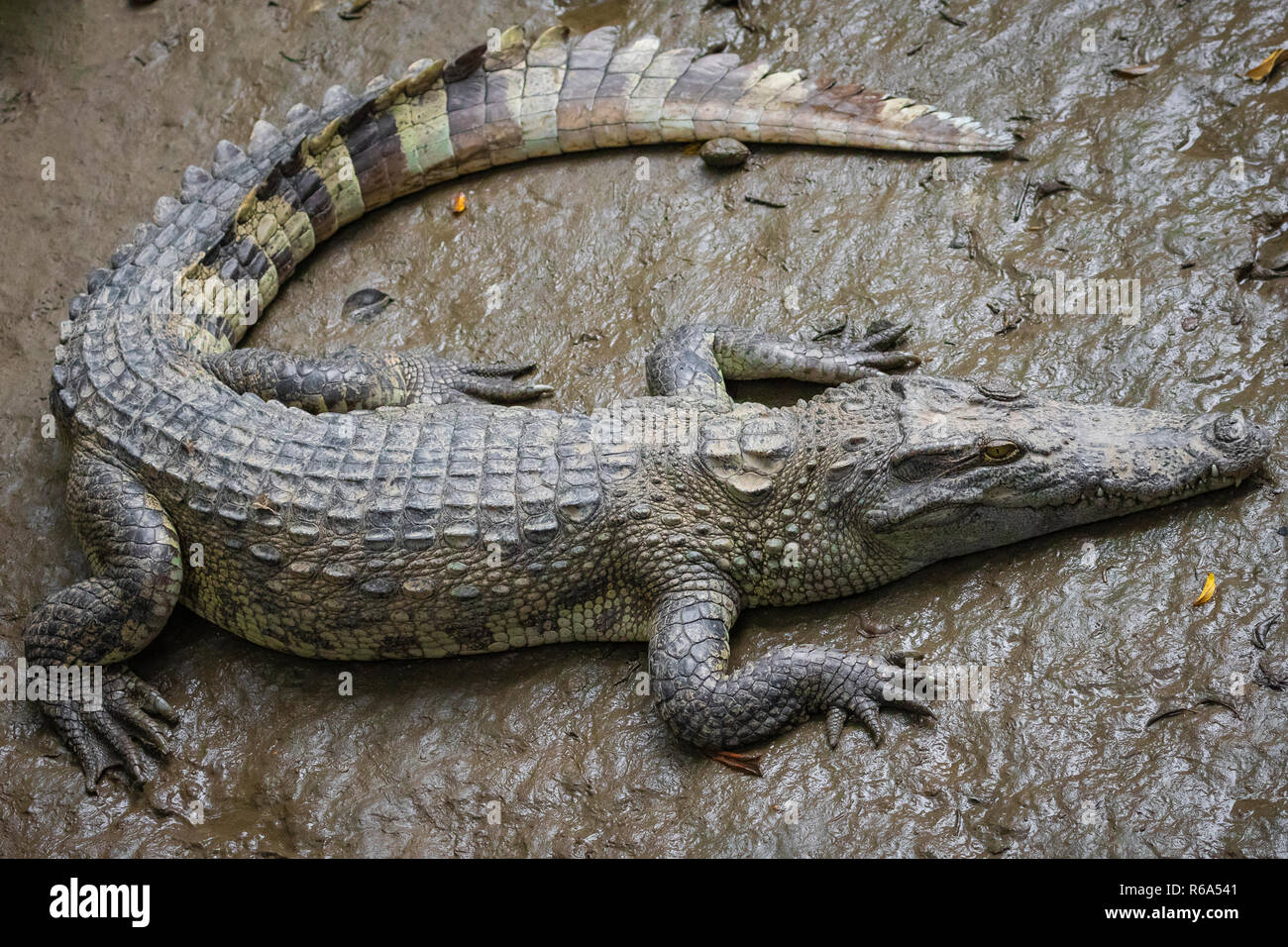 Portrait d'un grand nombre de crocodiles à la ferme au Vietnam, en Asie. Banque D'Images Portrait d'un grand nombre de crocodiles à la ferme au Vietnam, en Asie. Banque D'Images