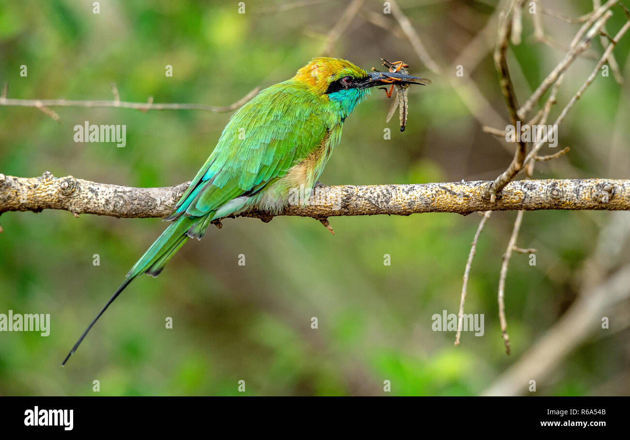 Avec guêpier insecte dans le bec. Le Green Bee-eater. Nom scientifique : Merops orientalis, parfois Little Green Bee-eater. Le Sri Lanka. Banque D'Images