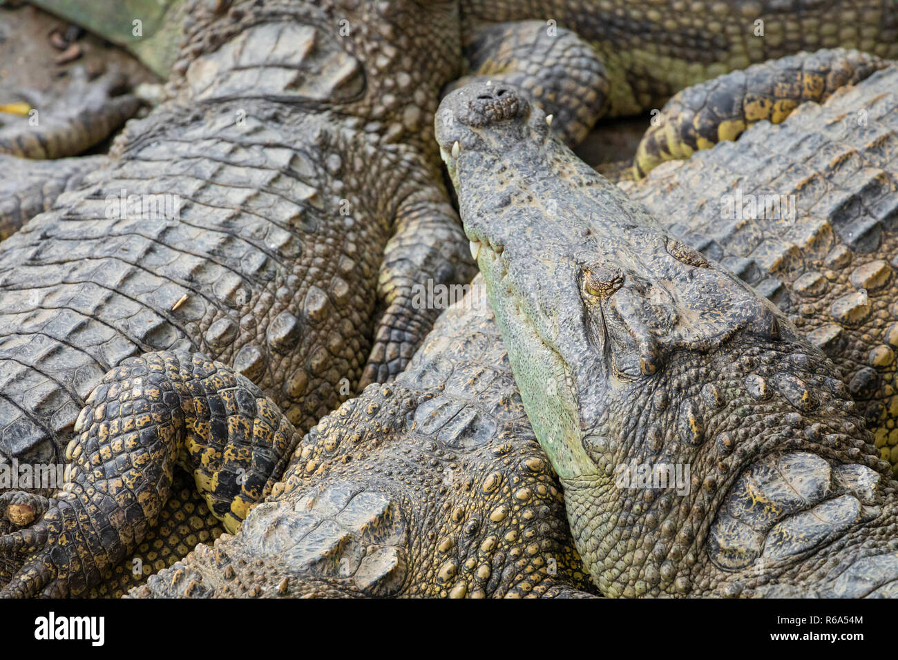 Portrait d'un grand nombre de crocodiles à la ferme au Vietnam, en Asie. Banque D'Images Portrait d'un grand nombre de crocodiles à la ferme au Vietnam, en Asie. Banque D'Images