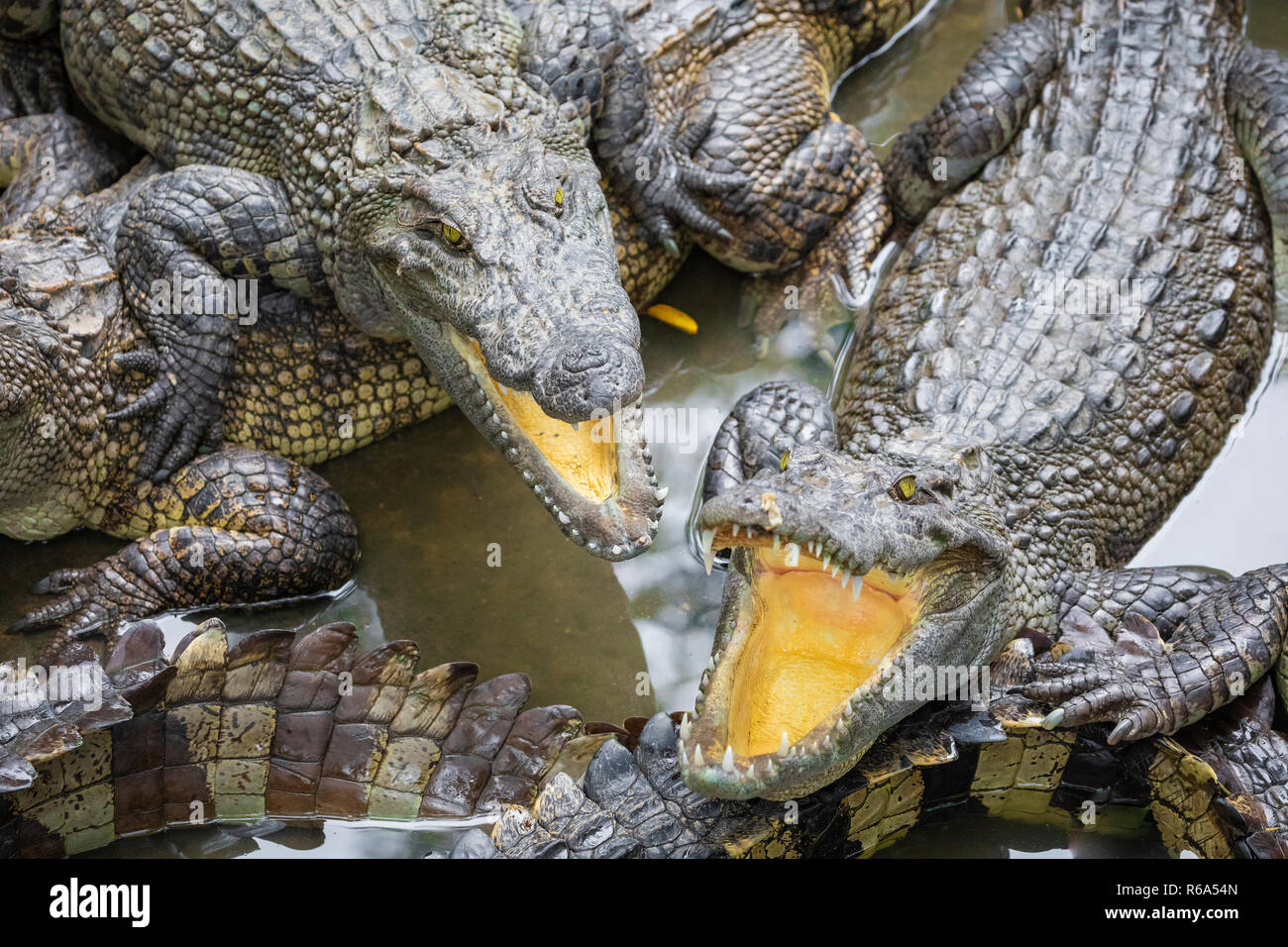 Portrait d'un grand nombre de crocodiles à la ferme au Vietnam, en Asie. Banque D'Images Portrait d'un grand nombre de crocodiles à la ferme au Vietnam, en Asie. Banque D'Images