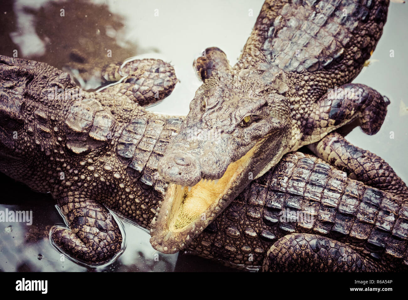 Portrait d'un grand nombre de crocodiles à la ferme au Vietnam, en Asie. Banque D'Images Portrait d'un grand nombre de crocodiles à la ferme au Vietnam, en Asie. Banque D'Images