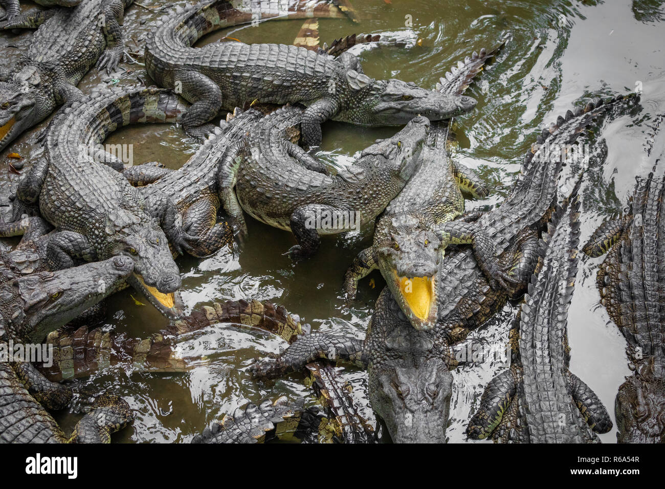 Portrait d'un grand nombre de crocodiles à la ferme au Vietnam, en Asie. Banque D'Images Portrait d'un grand nombre de crocodiles à la ferme au Vietnam, en Asie. Banque D'Images