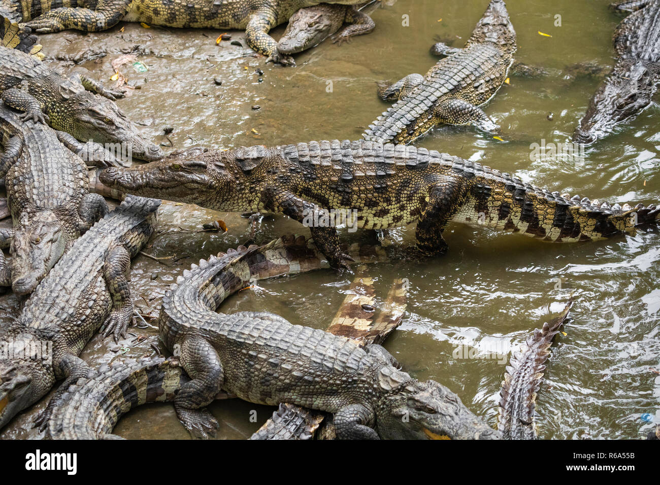 Portrait d'un grand nombre de crocodiles à la ferme au Vietnam, en Asie. Banque D'Images Portrait d'un grand nombre de crocodiles à la ferme au Vietnam, en Asie. Banque D'Images