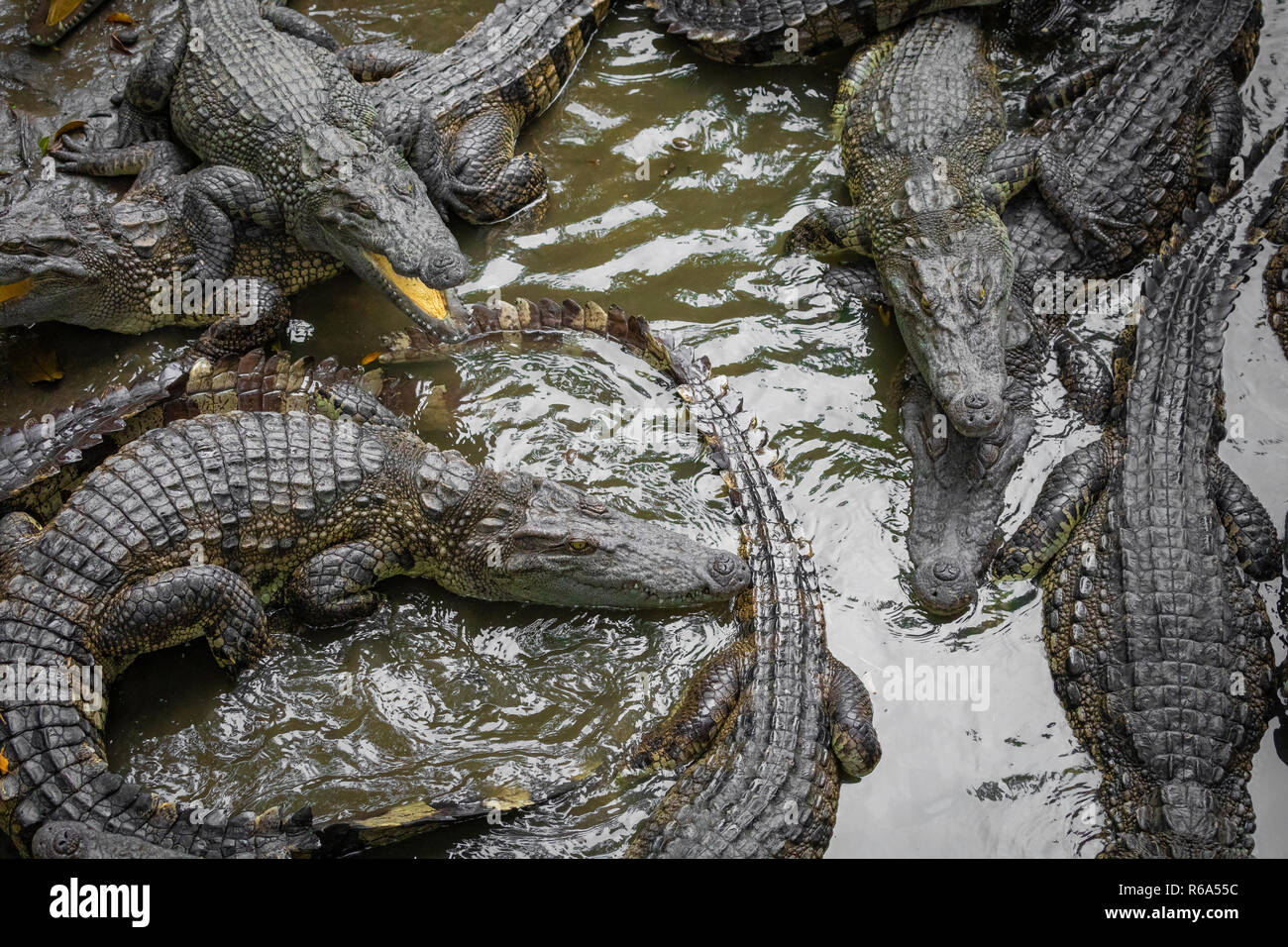 Portrait d'un grand nombre de crocodiles à la ferme au Vietnam, en Asie. Banque D'Images Portrait d'un grand nombre de crocodiles à la ferme au Vietnam, en Asie. Banque D'Images