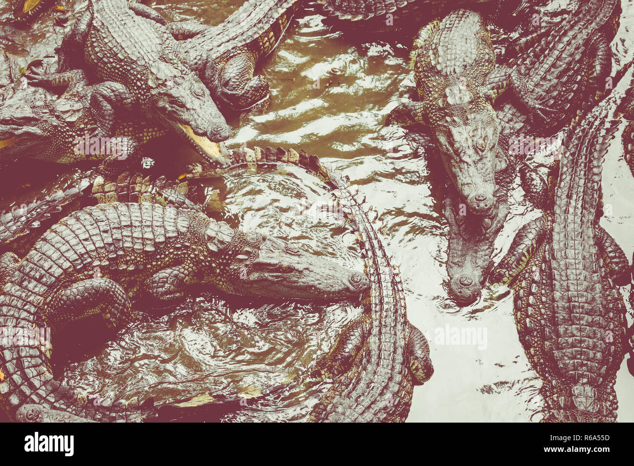 Portrait d'un grand nombre de crocodiles à la ferme au Vietnam, en Asie. Banque D'Images Portrait d'un grand nombre de crocodiles à la ferme au Vietnam, en Asie. Banque D'Images