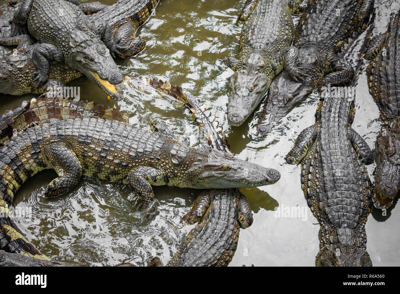 Portrait d'un grand nombre de crocodiles à la ferme au Vietnam, en Asie. Banque D'Images Portrait d'un grand nombre de crocodiles à la ferme au Vietnam, en Asie. Banque D'Images