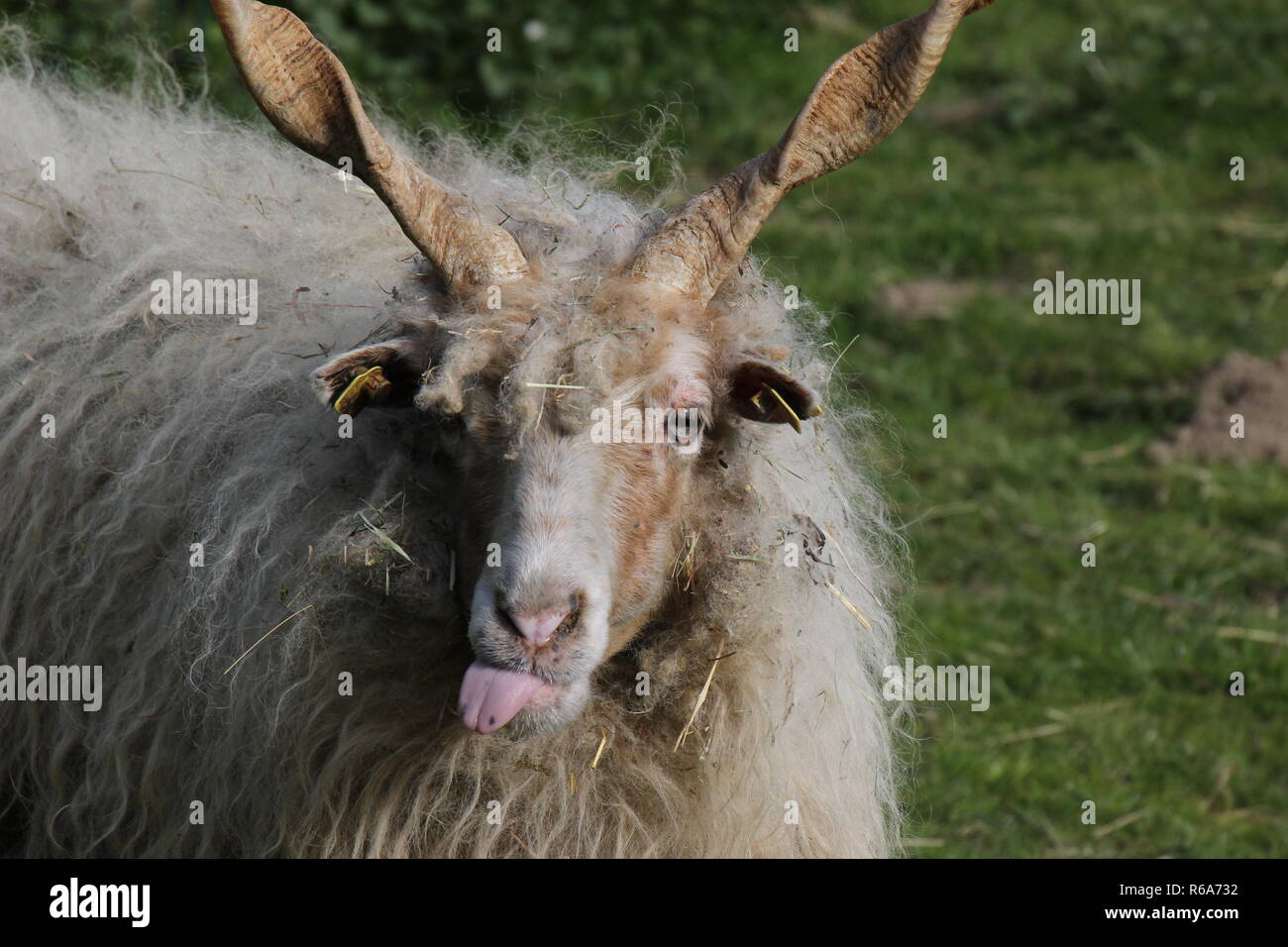 Ou Racka moutons Hongrois Banque D'Images